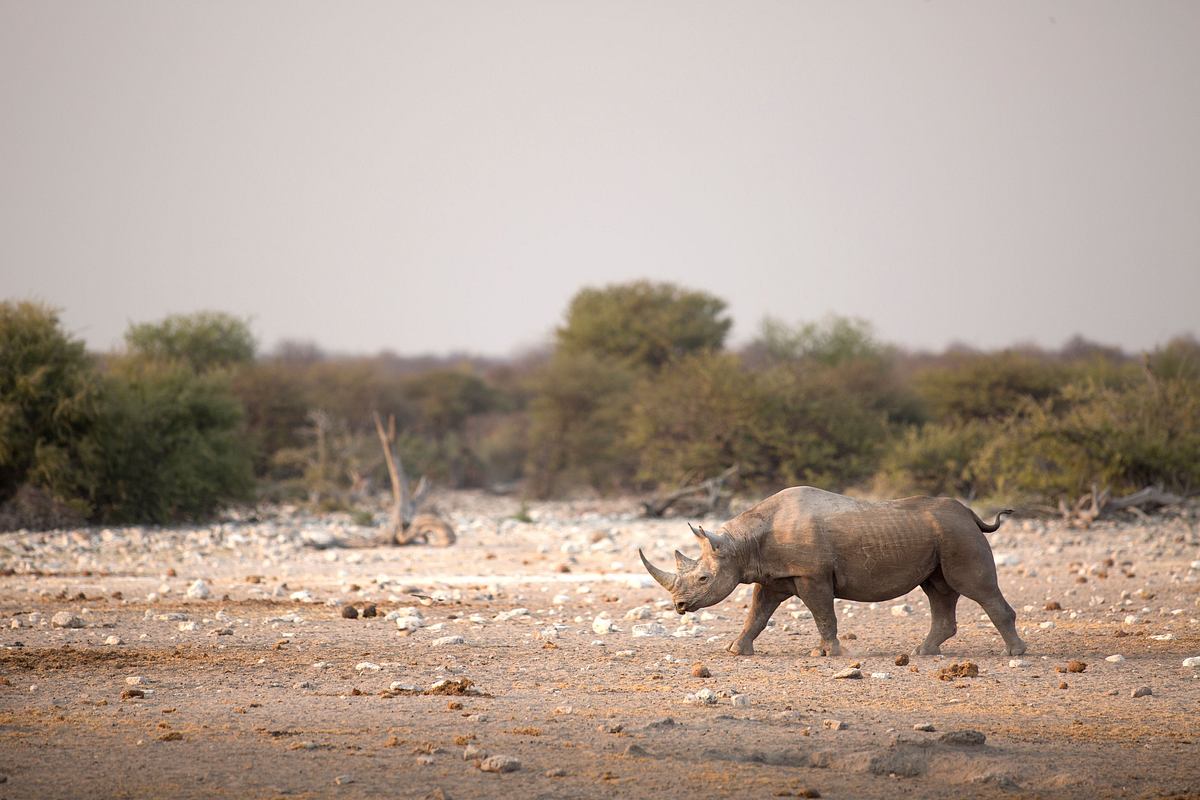 Die Superkräfte der Tiere die superkräfte der tiere