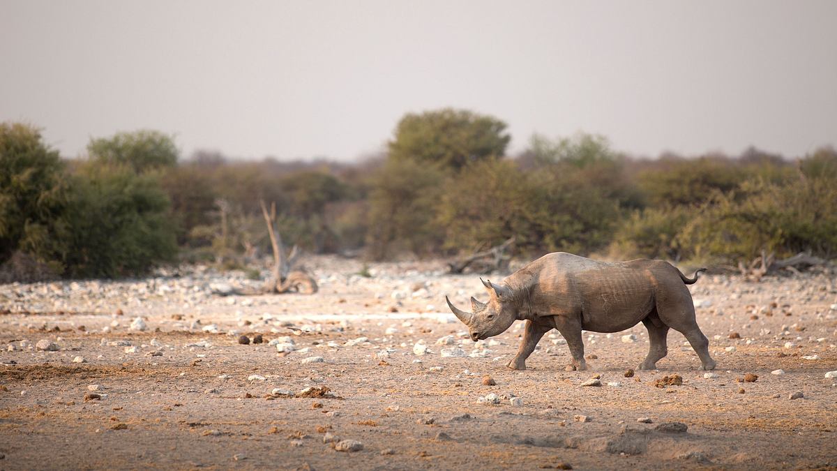 die superkräfte der tiere
