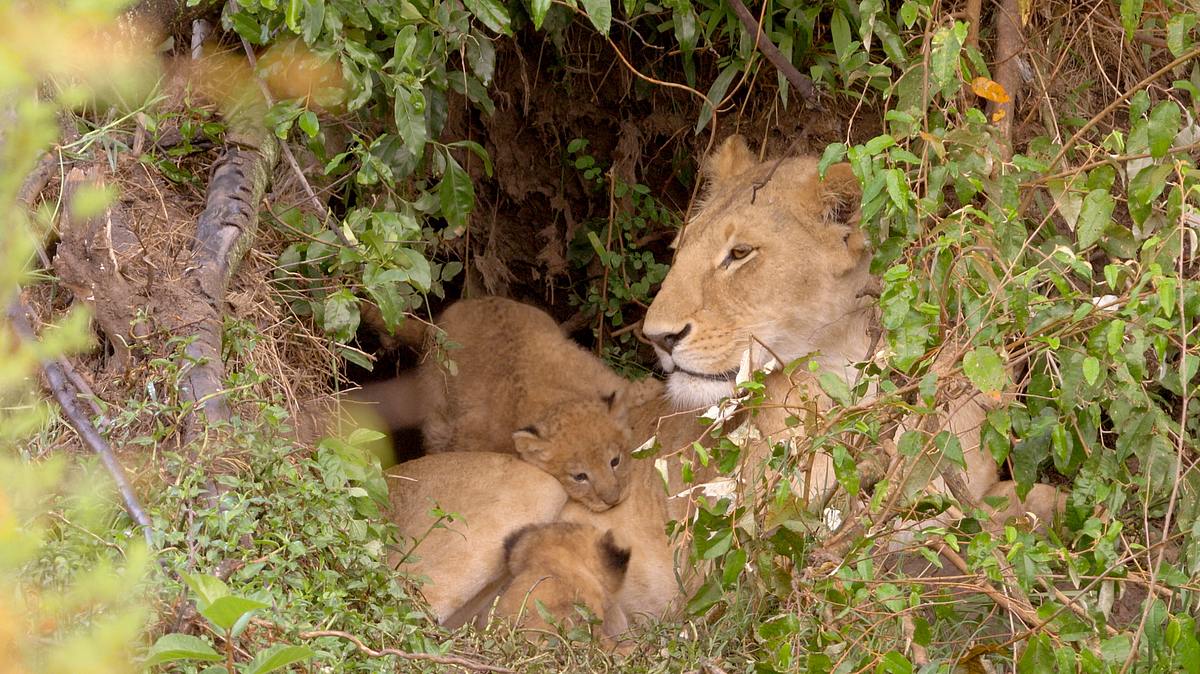 die großkatzen der masai mara
