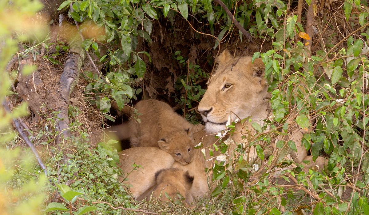 Die Großkatzen der Masai Mara die großkatzen der masai mara
