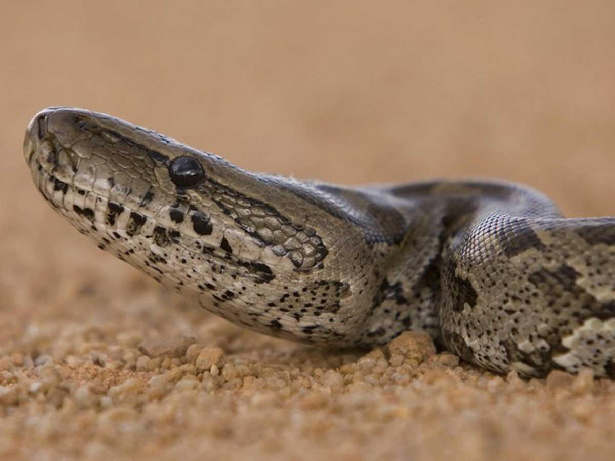 Python-Invasion python-invasion