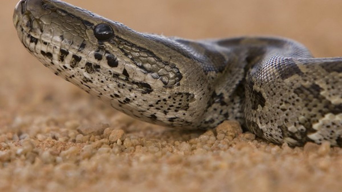 python-invasion