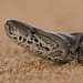 Python-Invasion Thumbnail
