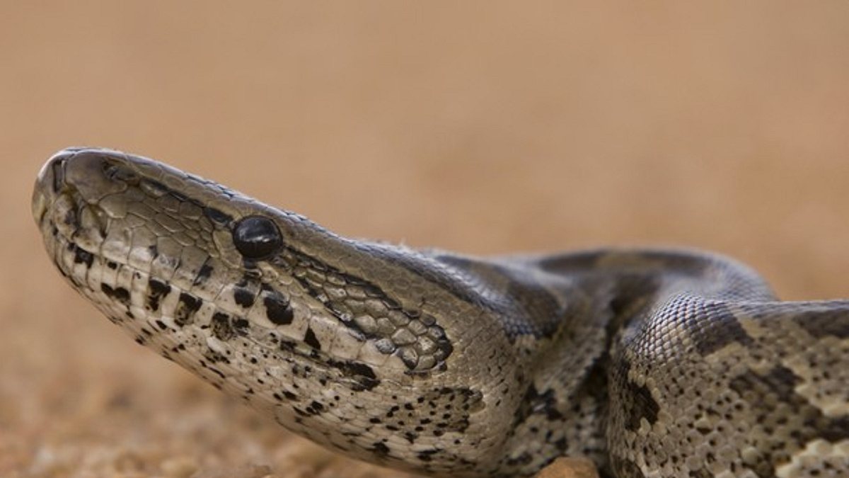 python-invasion