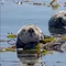 Mission Seeotter - Rettung für Kaliforniens Kelpwälder Thumbnail