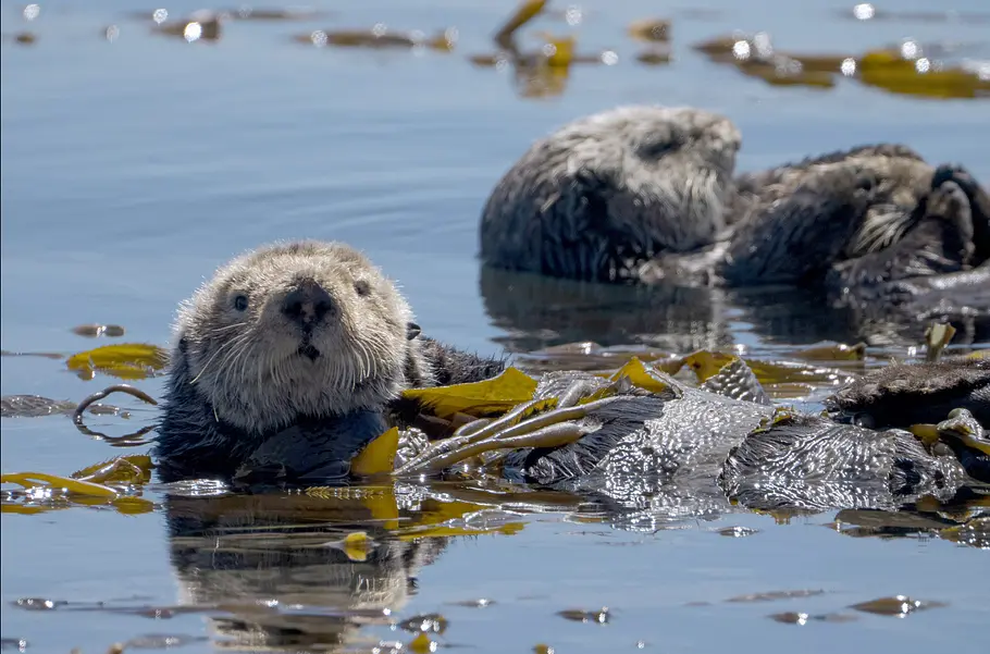 Mission Seeotter - Rettung für Kaliforniens Kelpwälder mission seeotter - rettung für kaliforniens kelpwälder