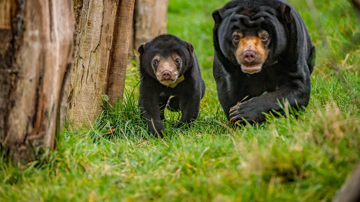 zoo und so - tierisch wild!