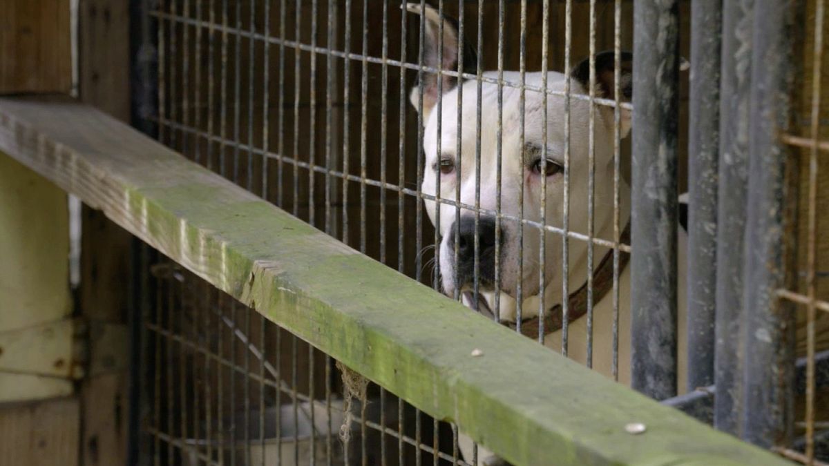 pitbulls auf bewährung