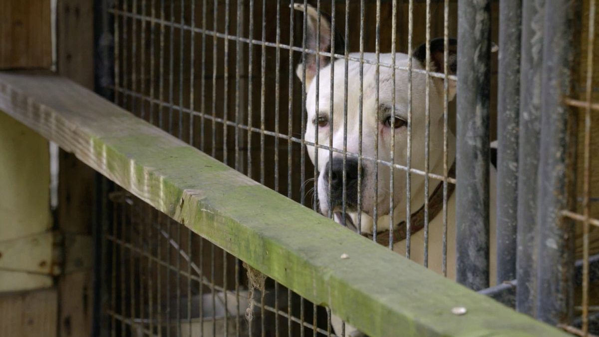 pitbulls auf bewährung