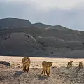 Geister der Wüste - Die Löwen der Skelettküste Thumbnail