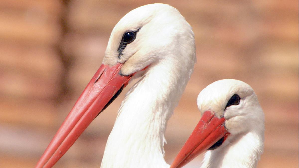 welt der tiere