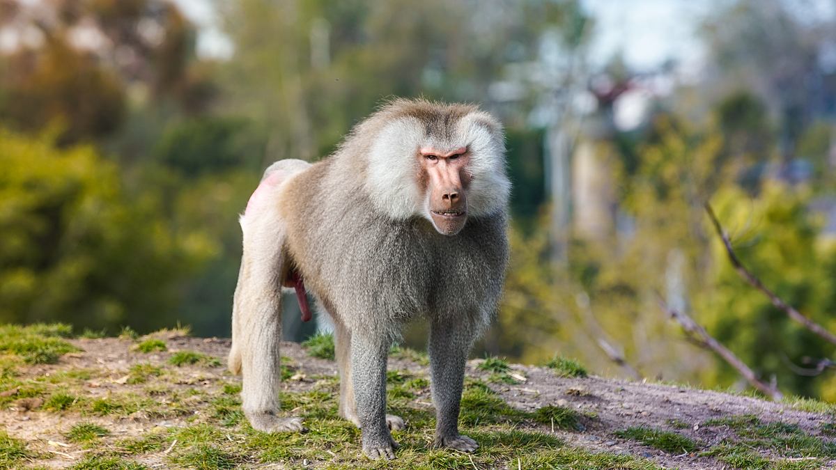 san diego zoo