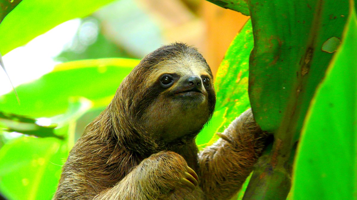 südamerikas tierische freaks