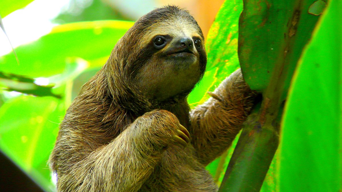 die superkräfte der tiere