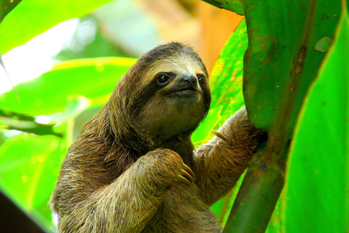 Die Superkräfte der Tiere die superkräfte der tiere