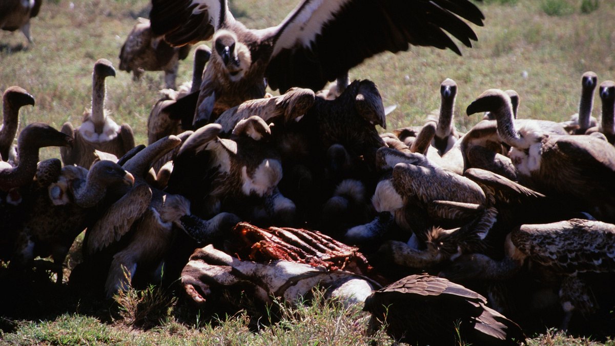 tierisch abgefahren
