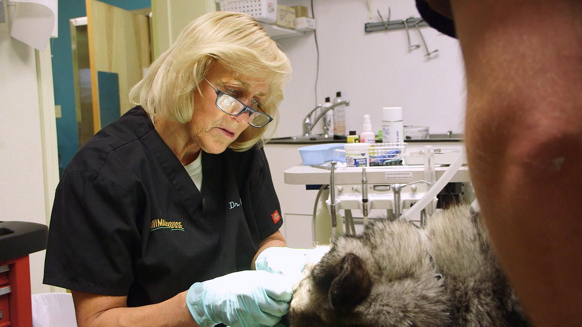 dr. dee: tierärztin in alaska