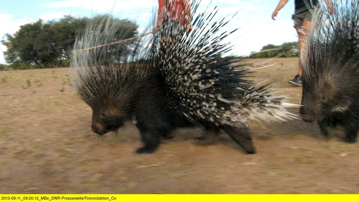 das waisenhaus für wilde tiere - abenteuer afrika
