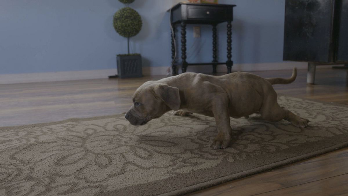 pitbulls auf bewährung