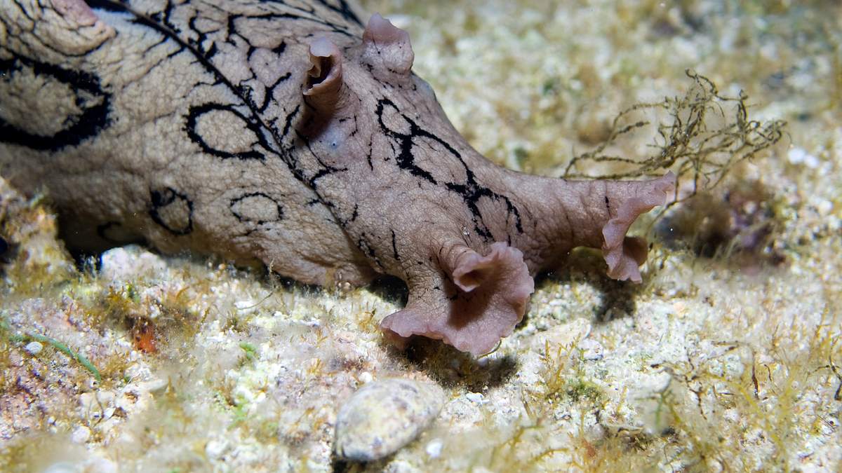 tierische freaks