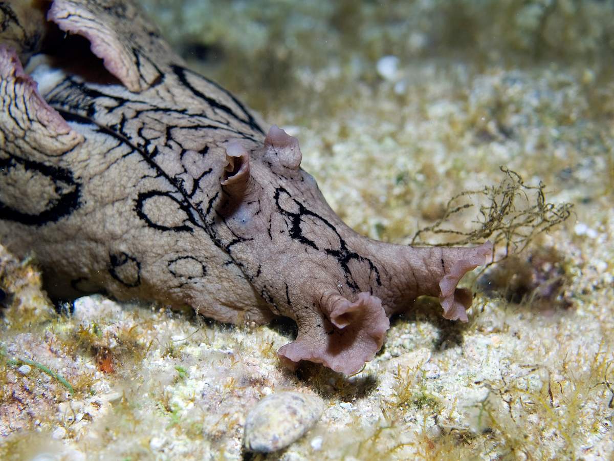 Tierische Freaks tierische freaks