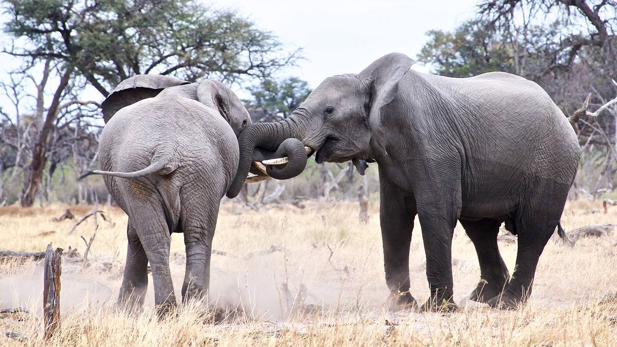 Afrikas wilde Tierwelt afrikas wilde tierwelt