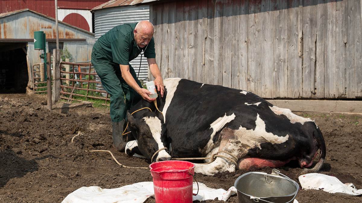 der unglaubliche dr. pol