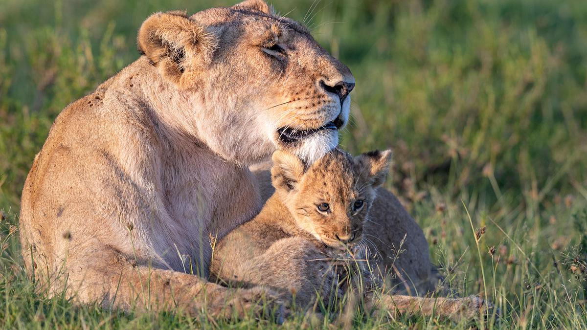 big cat tales - afrikas raubkatzen