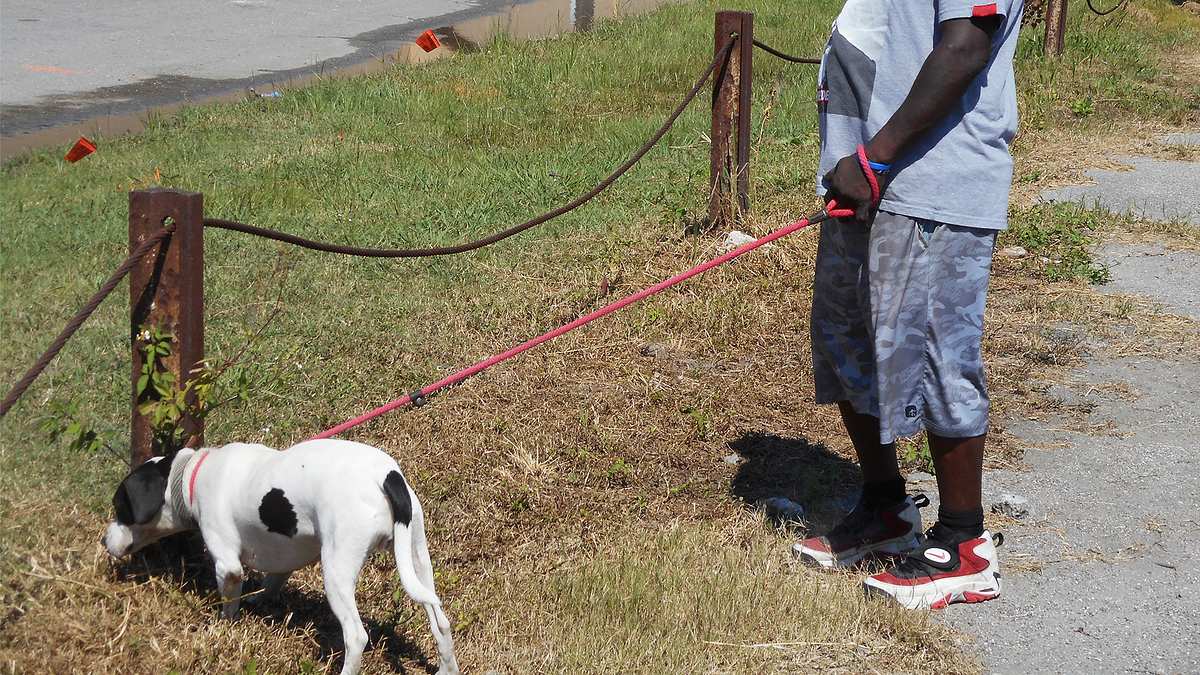 pitbulls auf bewährung