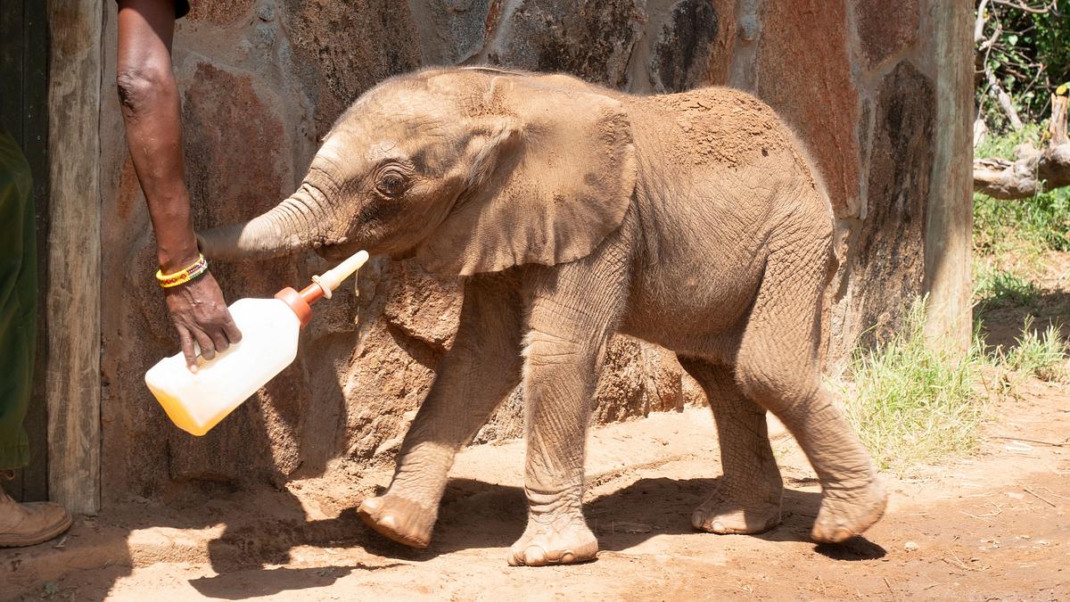 san diego zoo