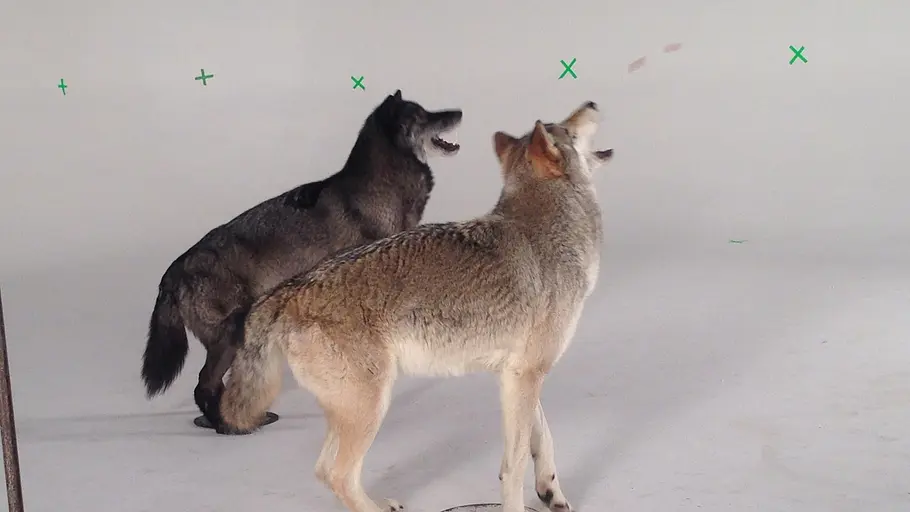 Die Zaubertricks der Tiere die zaubertricks der tiere