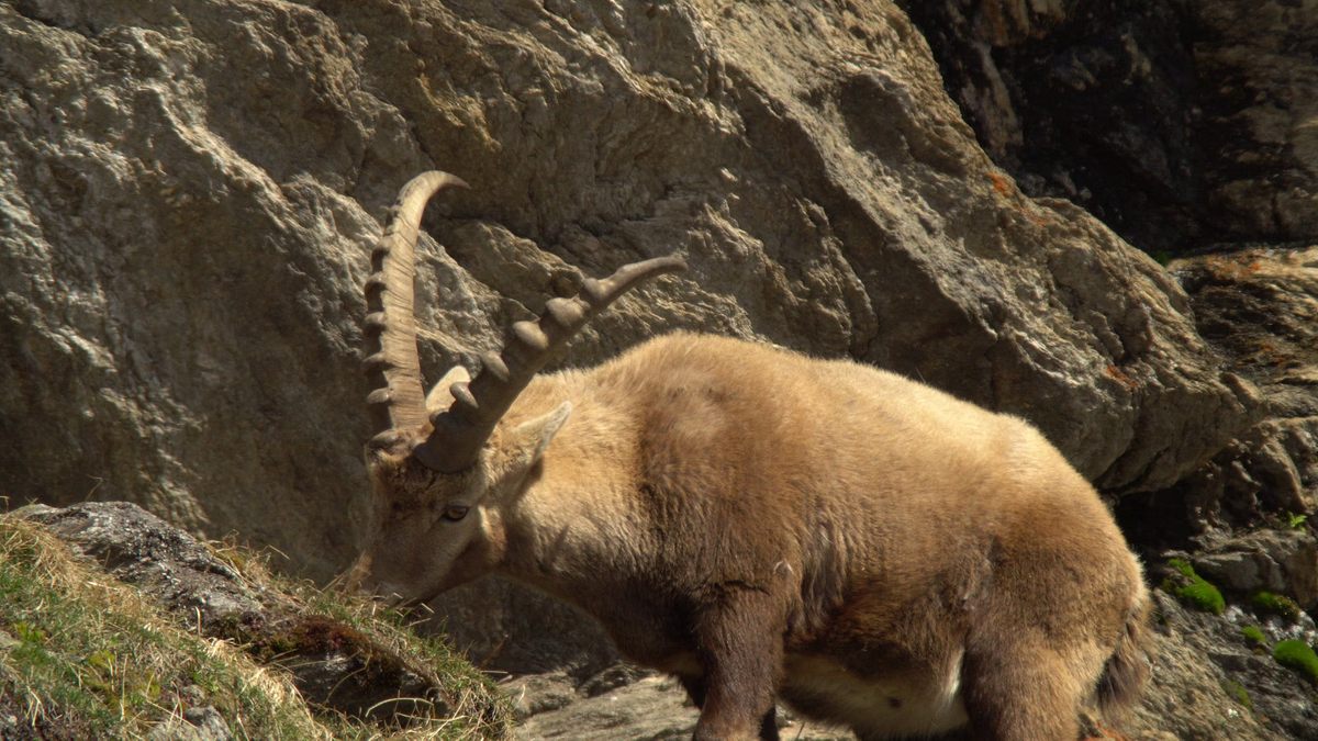 tierwelt der alpen