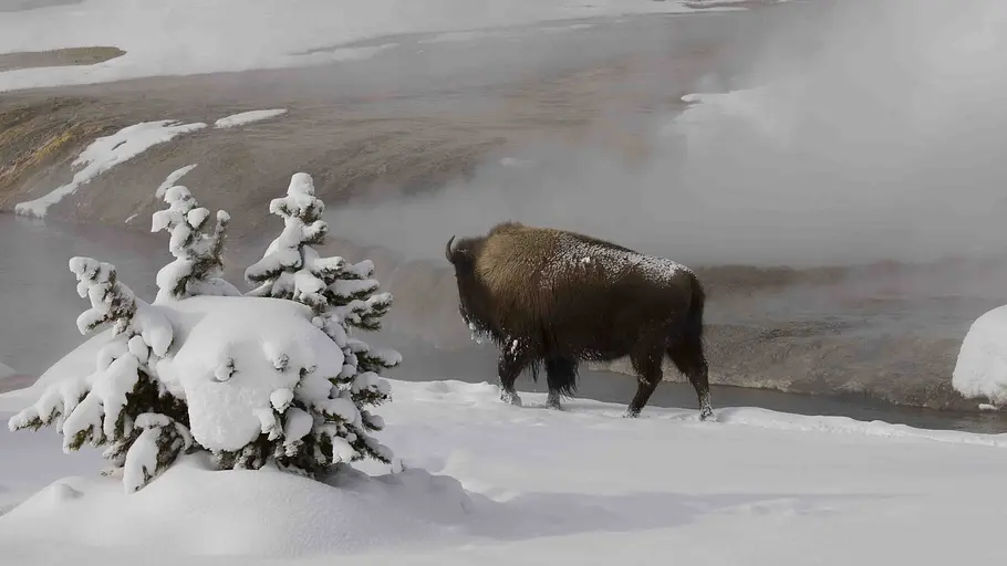 yellowstone