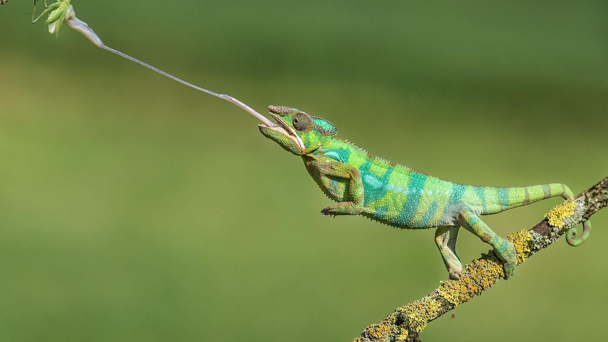 tierische massenjagden