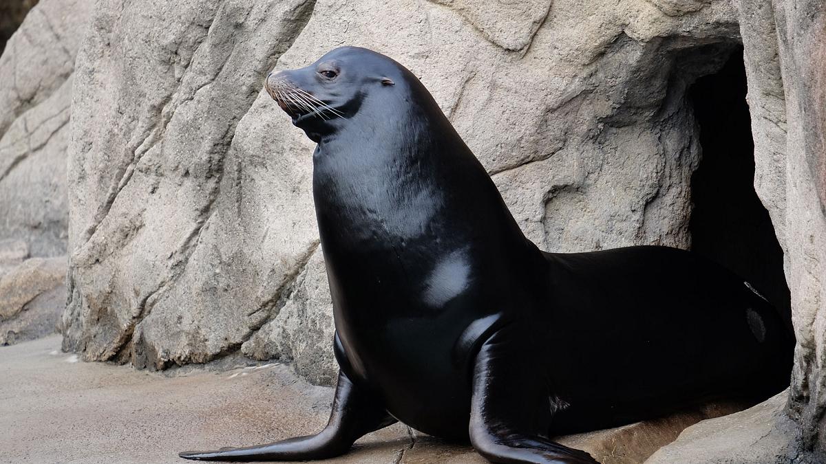 bronx zoo - tierpark der superlative