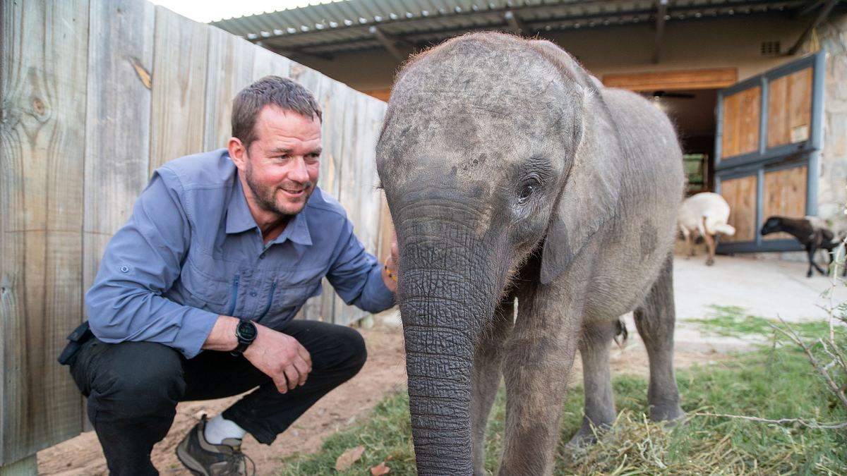 tierbabys in not: rettung in der wildnis