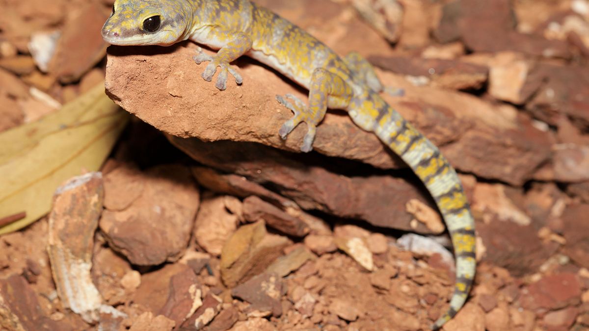 faszinierende tierwelt mit coyote peterson