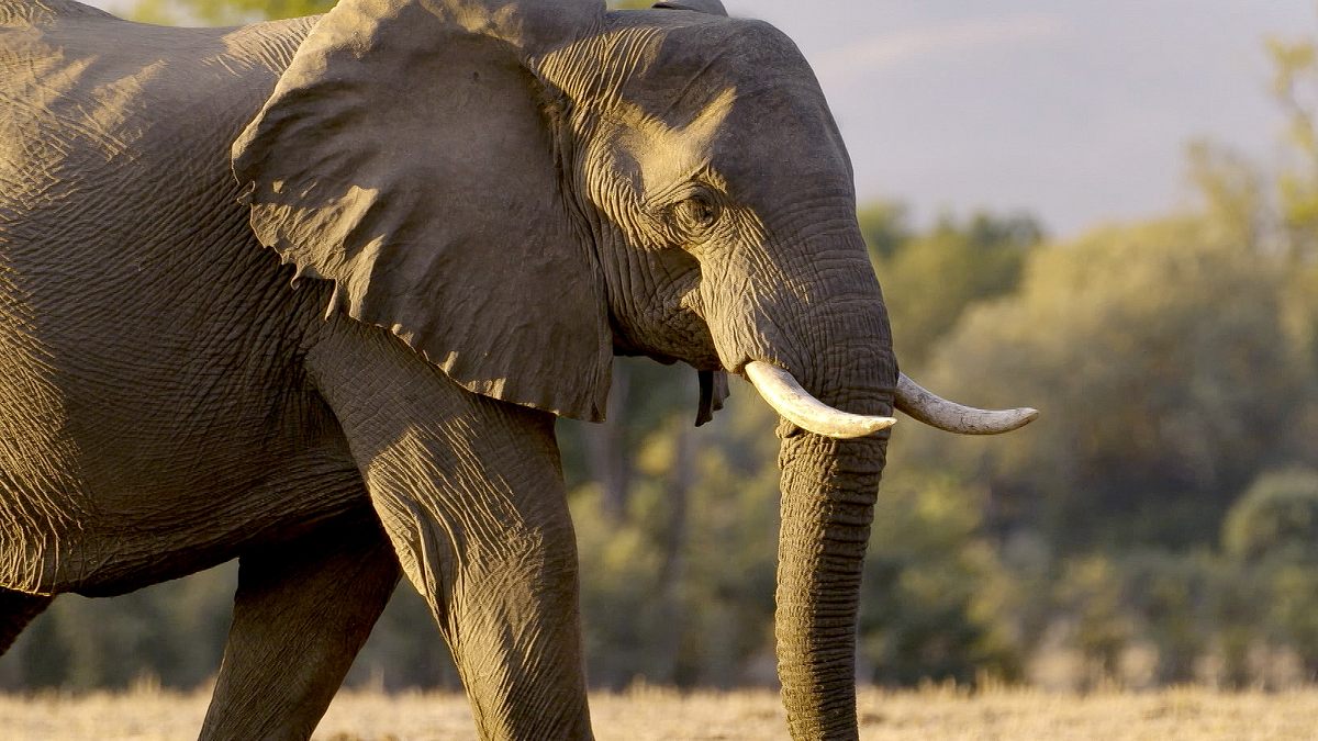 die sprache der tiere