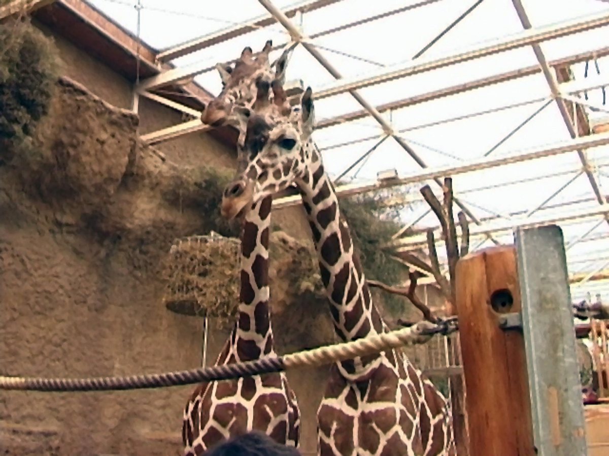 giraffe, erdmännchen & co.