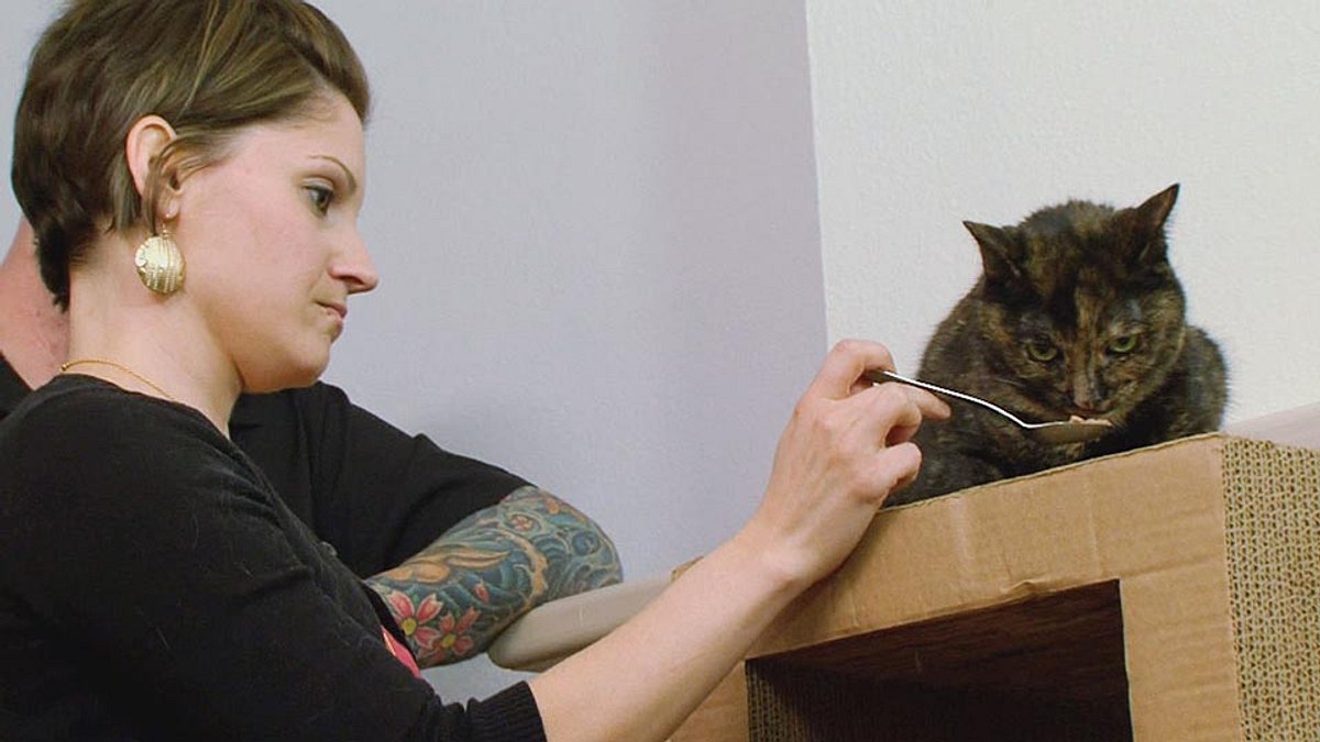 der katzenflüsterer