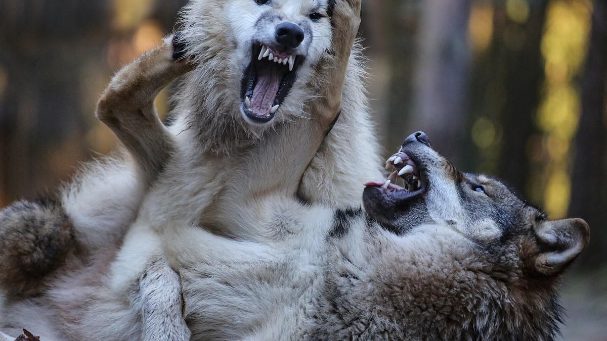 der kill-faktor - die tödlichsten tiere der welt