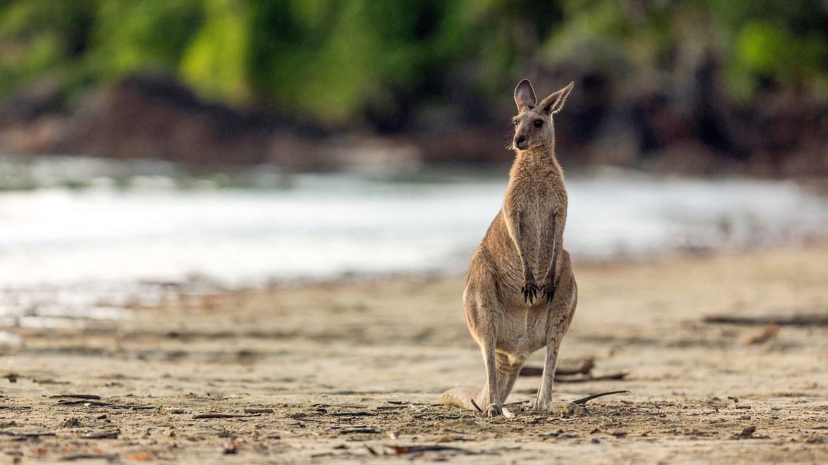 australiens wilde ...