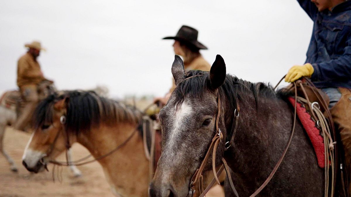 fremder stern texas - mehr als cowboys, öl und wilder westen