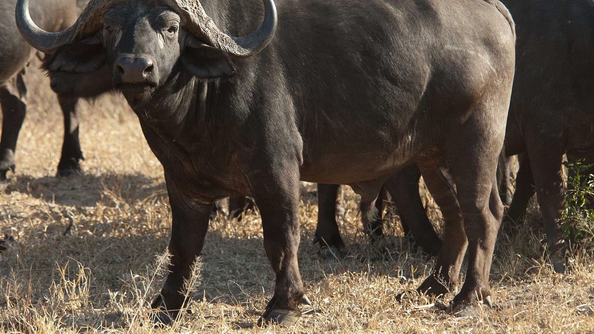 afrikas tödlichste jäger