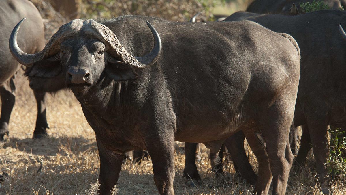 afrikas tödlichste jäger