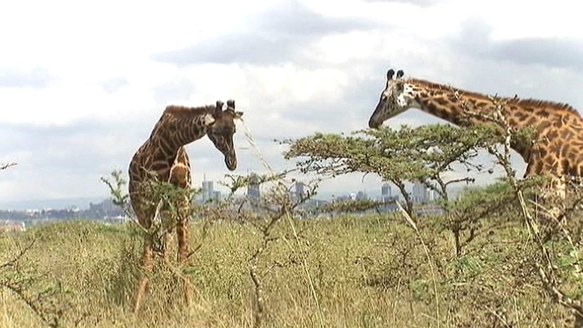 kenia: kein platz für wilde tiere