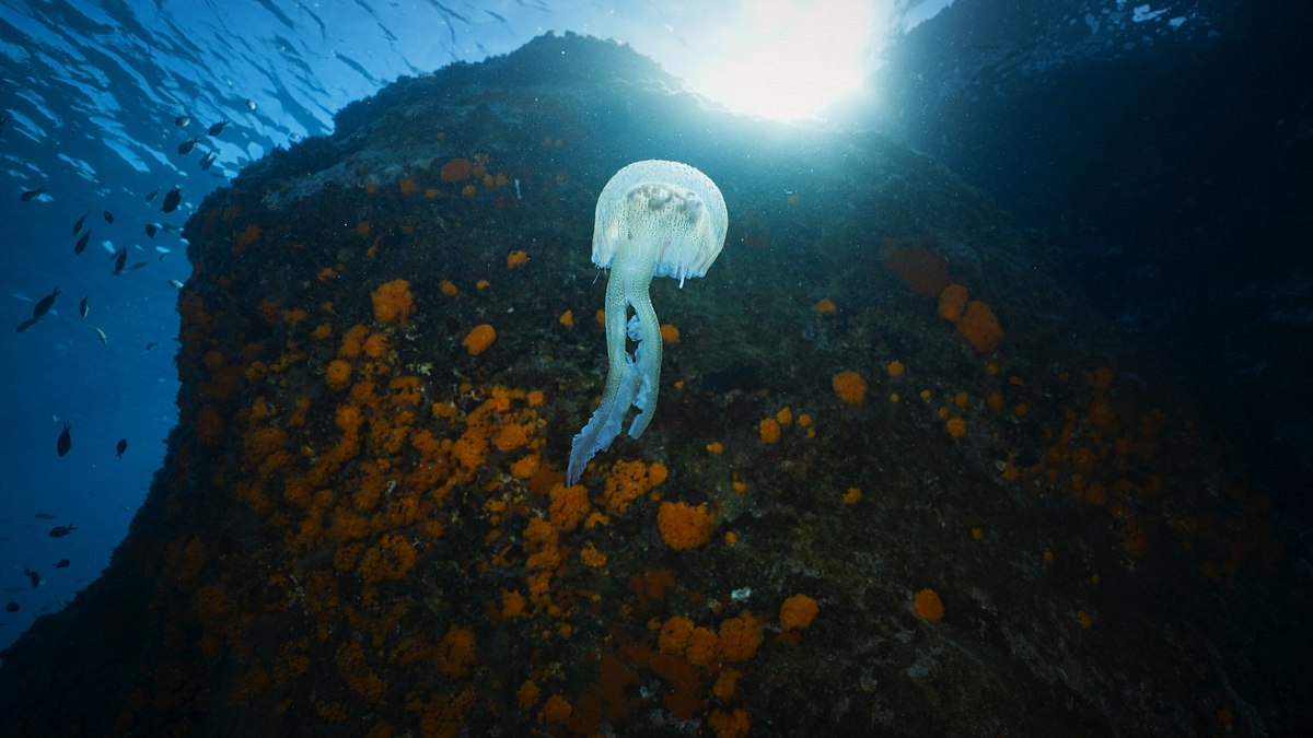 universum