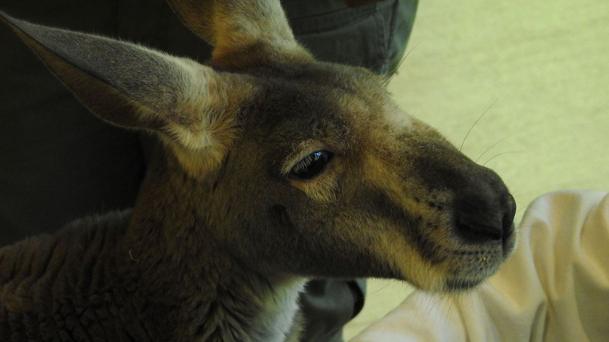 bronx zoo - tierpark der superlative