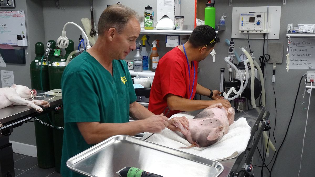 tierarzt dr. jeff