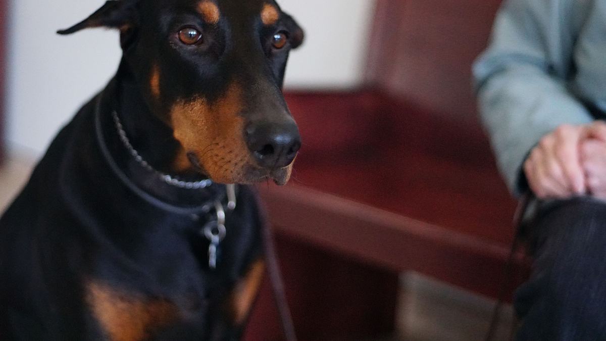 dr. joya - hautärztin der tiere